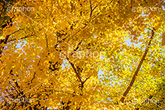 色づくイチョウ,いちょう,イチョウ,いちょうの木,いちょうの葉,銀杏,紅葉,こうよう,もみじ,モミジ,紅葉狩り,黄葉,落葉広葉樹,カエデ科,秋,季語,色づく,キレイ,きれい,綺麗,照紅葉,照葉,japan,autumn,フルサイズ撮影