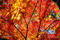 真っ赤なモミジ,もみじ,楓,かえで,カエデ,真っ赤,色づく,紅葉,自然,植物,木々,秋,赤,季語,草木,japan,autumn,フルサイズ撮影