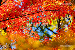 真っ赤なモミジ,もみじ,楓,かえで,カエデ,真っ赤,色づく,紅葉,自然,植物,木々,秋,赤,季語,草木,japan,autumn,フルサイズ撮影