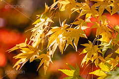 色づくモミジ,もみじ,楓,かえで,カエデ,色づく,紅葉,自然,植物,木々,秋,季語,草木,japan,autumn,フルサイズ撮影