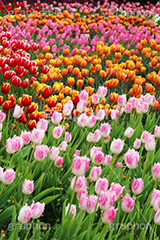 チューリップ,ちゅーりっぷ,チューリップ畑,花,お花,フラワー,はな,flower,花畑,キレイ,きれい,綺麗,満開,咲,咲いた,さいた,春,花壇,tulip,spring