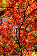 真っ赤なモミジ,もみじ,楓,かえで,カエデ,真っ赤,色づく,紅葉,自然,植物,木々,秋,赤,季語,草木,japan,autumn,フルサイズ撮影