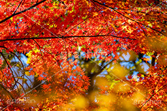 真っ赤なモミジ,もみじ,楓,かえで,カエデ,真っ赤,色づく,紅葉,自然,植物,木々,秋,赤,季語,草木,japan,autumn,フルサイズ撮影