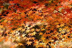 色づくモミジ,もみじ,楓,かえで,カエデ,色づく,紅葉,自然,植物,木々,秋,季語,草木,japan,autumn,フルサイズ撮影