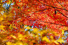 真っ赤なモミジ,もみじ,楓,かえで,カエデ,真っ赤,色づく,紅葉,自然,植物,木々,秋,赤,季語,草木,japan,autumn,フルサイズ撮影