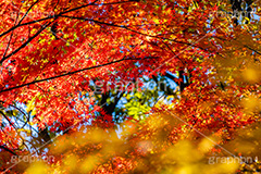 真っ赤なモミジ,もみじ,楓,かえで,カエデ,真っ赤,色づく,紅葉,自然,植物,木々,秋,赤,季語,草木,japan,autumn,フルサイズ撮影