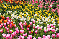 チューリップ,ちゅーりっぷ,チューリップ畑,花,お花,フラワー,はな,flower,花畑,キレイ,きれい,綺麗,満開,咲,咲いた,さいた,春,花壇,tulip,spring
