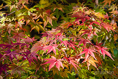 色づくモミジ,もみじ,楓,かえで,カエデ,色づく,紅葉,自然,植物,木々,秋,季語,草木,japan,autumn,フルサイズ撮影