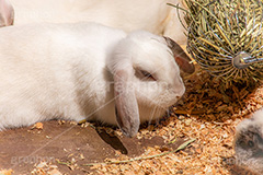 白うさぎ,白兎,うさぎ,ウサギ,兎,兔,ラビット,飼う,イースター,バニー,ペット,飼育,わら,ワラ,草,餌,エサ,小動物,動物園,rabbit,easter,bunny,pet,フルサイズ撮影