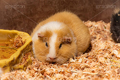 モルモット,テンジクネズミ,ペット,飼育,飼う,実験,齧歯類,草食動物,かわいい,カワイイ,可愛い,わら,ワラ,草,餌,エサ,小動物,動物園,ねずみ,ネズミ,マウス,子,干支,marmot,pet,guinea pig,cute,zoo,フルサイズ撮影