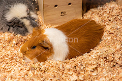 モルモット,テンジクネズミ,ペット,飼育,飼う,実験,齧歯類,草食動物,かわいい,カワイイ,可愛い,わら,ワラ,草,餌,エサ,小動物,動物園,ねずみ,ネズミ,マウス,子,干支,marmot,pet,guinea pig,cute,zoo,フルサイズ撮影