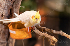 オカメインコ,インコ,オウム,オウム科,オーストラリア,鳥,動物園,ペット,カワイイ,かわいい,可愛い,animal,zoo,pet,フルサイズ撮影