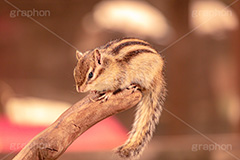 シマリス,リス,りす,ペット,飼育,飼う,かわいい,カワイイ,可愛い,小動物,動物園,ネズミ目,pet,cute,zoo,フルサイズ撮影