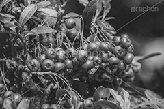 ピラカンサ,木の実,モノクロ,白黒,しろくろ,モノクローム,単色画,単彩画,単色,レトロ,お洒落,おしゃれ,オシャレ,味わい,懐かしい