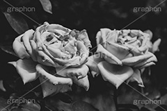 薔薇,バラ,ばら,フラワー,花,ローズ,モノクロ,白黒,しろくろ,モノクローム,単色画,単彩画,単色,レトロ,お洒落,おしゃれ,オシャレ,味わい,懐かしい,flower,rose