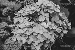 紫陽花,あじさい,アジサイ,梅雨,花,モノクロ,白黒,しろくろ,モノクローム,単色画,単彩画,単色,レトロ,お洒落,おしゃれ,オシャレ,味わい,懐かしい,flower