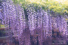 藤,藤の花,花,フラワー,ヴィンテージ,ビンテージ,レトロ,お洒落,おしゃれ,オシャレ,味わい,懐かしい,flower