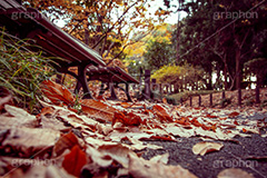 紅葉,秋,落葉,落ち葉,枯れ葉,枯葉,公園,ヴィンテージ,ビンテージ,レトロ,お洒落,おしゃれ,オシャレ,味わい,懐かしい,autumn