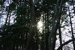 林,はやし,すぎ,スギ,杉,自然,草木,植物,木々,木漏れ日,こもれび,陽の光,太陽,眩,花粉,花粉症