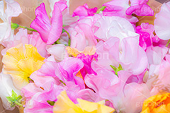 春の花束,スイートピー,花,花束,贈り物,プレゼント,フラワー,スプリング,春,ガーリー,パステル,カラフル,flower,colorful,spring,pastel,present