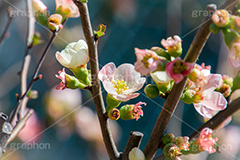 ボケの花,木瓜,ボケ,ぼけ,もけ,低木,花,フラワー,春,spring,flower