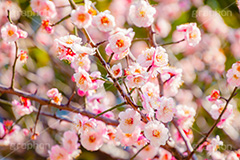 梅の花,梅,うめ,春,季語,花見,お花見,花,華,フラワー,お正月,正月,年賀状,flower,spring,japan