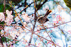 桜とヒヨドリ,ヒヨドリ,鳥,野鳥,野生,桜,さくら,サクラ,花見,お花見,花,お花,フラワー,はな,綺麗,きれい,キレイ,ソメイヨシノ,満開,咲,春,blossom,japan,flower