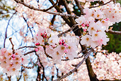 ソメイヨシノ,そめいよしの,桜,さくら,サクラ,桜まつり,花見,お花見,花,お花,フラワー,はな,花より団子,綺麗,きれい,キレイ,蕾,つぼみ,咲,春,blossom,japan,flower