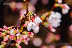 桜のつぼみと雨粒,つぼみ,雨粒,あめ,雨,水滴,開花,さくら,桜,春,フラワー,枝,ソメイヨシノ,blossom,japan,spring,flower