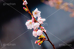 桜のつぼみと雨粒,つぼみ,雨粒,あめ,雨,水滴,開花,さくら,桜,春,フラワー,枝,ソメイヨシノ,blossom,japan,spring,flower