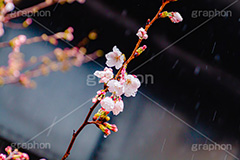 桜のつぼみと雨粒,つぼみ,雨粒,あめ,雨,水滴,開花,さくら,桜,春,フラワー,枝,ソメイヨシノ,blossom,japan,spring,flower