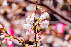 桜のつぼみと雨粒,つぼみ,雨粒,あめ,雨,水滴,開花,さくら,桜,春,フラワー,枝,ソメイヨシノ,blossom,japan,spring,flower