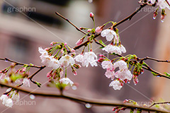 桜のつぼみと雨粒,つぼみ,雨粒,あめ,雨,水滴,開花,さくら,桜,春,フラワー,枝,ソメイヨシノ,blossom,japan,spring,flower