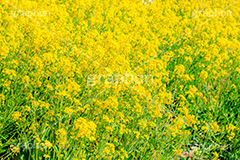 菜の花,なのはな,菜の花畑,菜,花,お花,フラワー,はな,花畑,キレイ,きれい,綺麗,満開,咲,咲いた,さいた,黄色,アブラナ,あぶらな,アブラナ科,セイヨウアブラナ,春,spring,flower