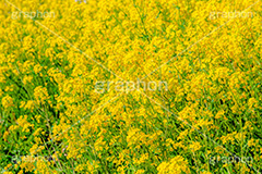 菜の花,なのはな,菜の花畑,菜,花,お花,フラワー,はな,花畑,キレイ,きれい,綺麗,満開,咲,咲いた,さいた,黄色,アブラナ,あぶらな,アブラナ科,セイヨウアブラナ,春,spring,flower