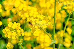 菜の花,なのはな,菜の花畑,菜,花,お花,フラワー,はな,花畑,キレイ,きれい,綺麗,満開,咲,咲いた,さいた,黄色,アブラナ,あぶらな,アブラナ科,セイヨウアブラナ,春,spring,flower