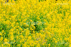 菜の花,なのはな,菜の花畑,菜,花,お花,フラワー,はな,花畑,キレイ,きれい,綺麗,満開,咲,咲いた,さいた,黄色,アブラナ,あぶらな,アブラナ科,セイヨウアブラナ,春,spring,flower