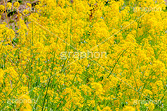 菜の花,なのはな,菜の花畑,菜,花,お花,フラワー,はな,花畑,キレイ,きれい,綺麗,満開,咲,咲いた,さいた,黄色,アブラナ,あぶらな,アブラナ科,セイヨウアブラナ,春,spring,flower