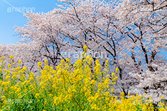 桜と菜の花,熊谷桜堤の桜,熊谷桜堤,熊谷,埼玉,荒川,堤防,名所,桜,ソメイヨシノ,そめいよしの,さくら,サクラ,菜の花,菜の花畑,桜まつり,花見,お花見,花,お花,フラワー,はな,綺麗,きれい,キレイ,満開,咲,春,黄色,アブラナ,あぶらな,アブラナ科,セイヨウアブラナ,flower,blossom,japan,spring