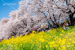 桜と菜の花,熊谷桜堤の桜,熊谷桜堤,熊谷,埼玉,荒川,堤防,名所,桜,ソメイヨシノ,そめいよしの,さくら,サクラ,菜の花,菜の花畑,桜まつり,花見,お花見,花,お花,フラワー,はな,綺麗,きれい,キレイ,満開,咲,春,黄色,アブラナ,あぶらな,アブラナ科,セイヨウアブラナ,flower,blossom,japan,spring