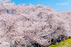 桜と菜の花,熊谷桜堤の桜,熊谷桜堤,熊谷,埼玉,荒川,堤防,名所,桜,ソメイヨシノ,そめいよしの,さくら,サクラ,菜の花,菜の花畑,桜まつり,花見,お花見,花,お花,フラワー,はな,綺麗,きれい,キレイ,満開,咲,春,黄色,アブラナ,あぶらな,アブラナ科,セイヨウアブラナ,flower,blossom,japan,spring