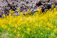 桜と菜の花,熊谷桜堤の桜,熊谷桜堤,熊谷,埼玉,荒川,堤防,名所,桜,ソメイヨシノ,そめいよしの,さくら,サクラ,菜の花,菜の花畑,桜まつり,花見,お花見,花,お花,フラワー,はな,綺麗,きれい,キレイ,満開,咲,春,黄色,アブラナ,あぶらな,アブラナ科,セイヨウアブラナ,flower,blossom,japan,spring