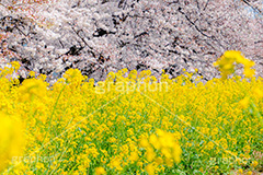 桜と菜の花,熊谷桜堤の桜,熊谷桜堤,熊谷,埼玉,荒川,堤防,名所,桜,ソメイヨシノ,そめいよしの,さくら,サクラ,菜の花,菜の花畑,桜まつり,花見,お花見,花,お花,フラワー,はな,綺麗,きれい,キレイ,満開,咲,春,黄色,アブラナ,あぶらな,アブラナ科,セイヨウアブラナ,flower,blossom,japan,spring