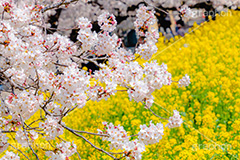 桜と菜の花,熊谷桜堤の桜,熊谷桜堤,熊谷,埼玉,荒川,堤防,名所,桜,ソメイヨシノ,そめいよしの,さくら,サクラ,菜の花,菜の花畑,桜まつり,花見,お花見,花,お花,フラワー,はな,綺麗,きれい,キレイ,満開,咲,春,黄色,アブラナ,あぶらな,アブラナ科,セイヨウアブラナ,flower,blossom,japan,spring