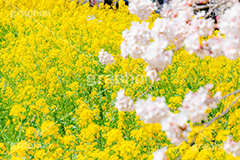 桜と菜の花,熊谷桜堤の桜,熊谷桜堤,熊谷,埼玉,荒川,堤防,名所,桜,ソメイヨシノ,そめいよしの,さくら,サクラ,菜の花,菜の花畑,桜まつり,花見,お花見,花,お花,フラワー,はな,綺麗,きれい,キレイ,満開,咲,春,黄色,アブラナ,あぶらな,アブラナ科,セイヨウアブラナ,flower,blossom,japan,spring