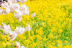 桜と菜の花,熊谷桜堤の桜,熊谷桜堤,熊谷,埼玉,荒川,堤防,名所,桜,ソメイヨシノ,そめいよしの,さくら,サクラ,菜の花,菜の花畑,桜まつり,花見,お花見,花,お花,フラワー,はな,綺麗,きれい,キレイ,満開,咲,春,黄色,アブラナ,あぶらな,アブラナ科,セイヨウアブラナ,flower,blossom,japan,spring
