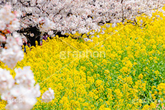 桜と菜の花,熊谷桜堤の桜,熊谷桜堤,熊谷,埼玉,荒川,堤防,名所,桜,ソメイヨシノ,そめいよしの,さくら,サクラ,菜の花,菜の花畑,桜まつり,花見,お花見,花,お花,フラワー,はな,綺麗,きれい,キレイ,満開,咲,春,黄色,アブラナ,あぶらな,アブラナ科,セイヨウアブラナ,flower,blossom,japan,spring