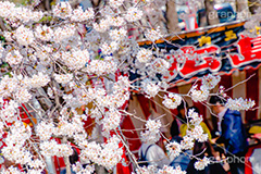 花より団子,屋台,出店,食べ歩き,広島焼き,お好み焼,つまみ,おつまみ,ソメイヨシノ,そめいよしの,桜,さくら,サクラ,桜まつり,花見,お花見,花,お花,フラワー,はな,綺麗,きれい,キレイ,咲,春,blossom,japan,flower