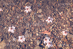 桜の花びら,桜,ソメイヨシノ,さくら,サクラ,花,お花,フラワー,はな,春,花びら,花弁,はなびら,散る,桜吹雪,地面,ヴィンテージ,vintage,blossom,japan,flower