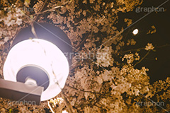 桜と月,夜桜,桜,ソメイヨシノ,そめいよしの,さくら,サクラ,花見,お花見,花,お花,フラワー,はな,花より団子,綺麗,きれい,キレイ,満開,咲,春,外灯,月,moon,blossom,flower,japan,spring,フルサイズ撮影